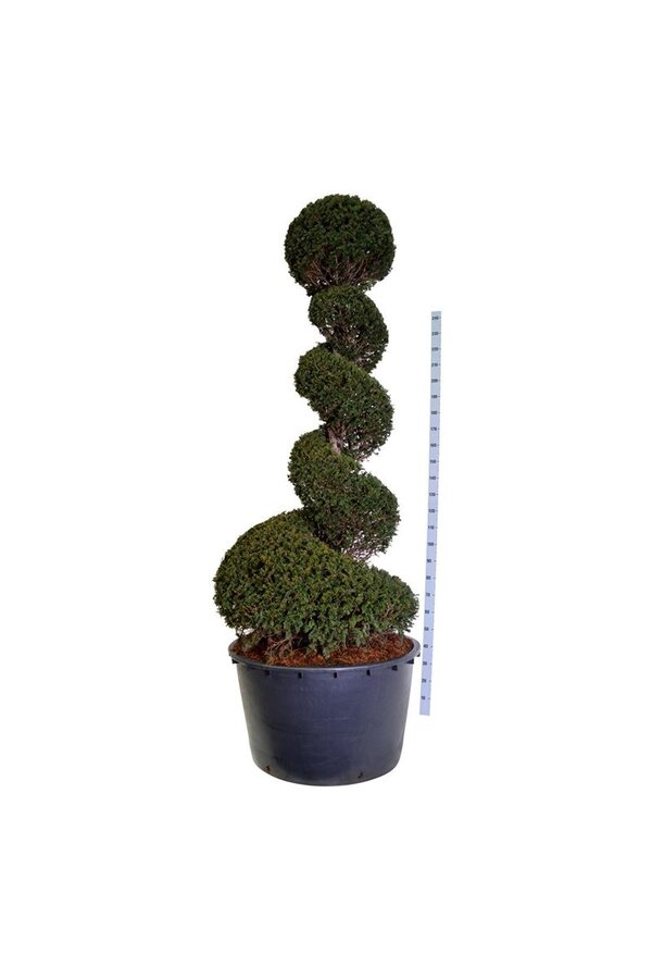 Venijnboom Taxus baccata