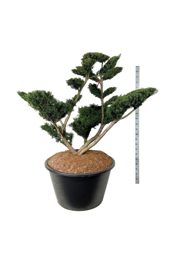 Venijnboom Taxus media Farmen