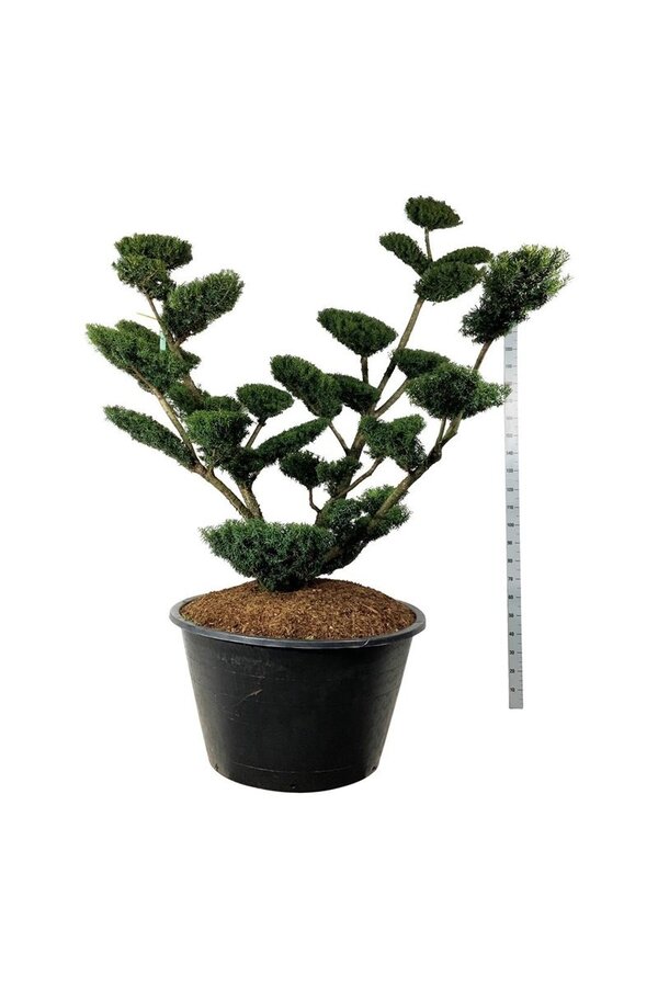 Venijnboom Taxus media Farmen