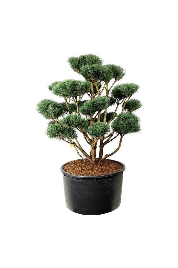 Denneboom Pinus Watereri