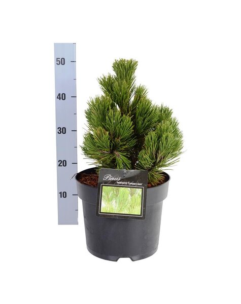 Pinus