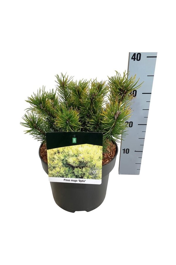 Denneboom Pinus mugo Ophir