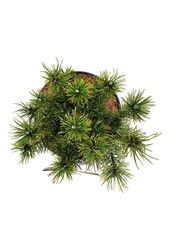 Denneboom Pinus mugo Ophir