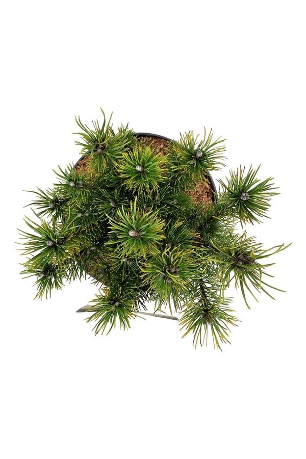 Denneboom Pinus mugo Ophir