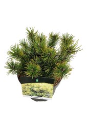 Denneboom Pinus mugo Ophir
