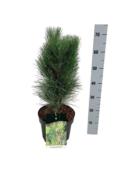 Pinus