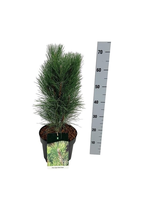 Denneboom Pinus nigra Green Tower