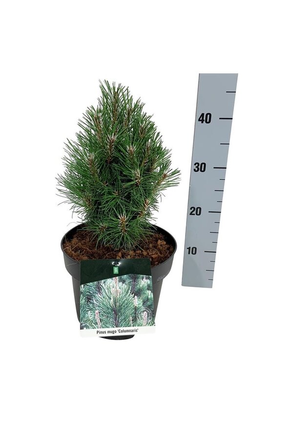 Denneboom Pinus mugo Columnaris