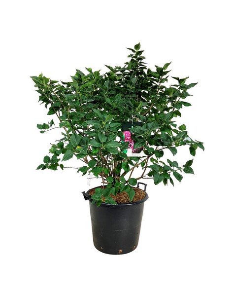 Syringa