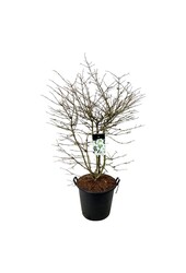 Sneeuwbal Viburnum Kilimandjaro (pbr)