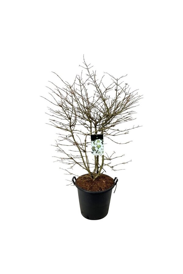 Sneeuwbal Viburnum Kilimandjaro (pbr)
