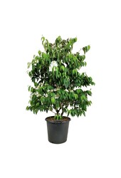Sneeuwbal Viburnum Kilimandjaro (pbr)