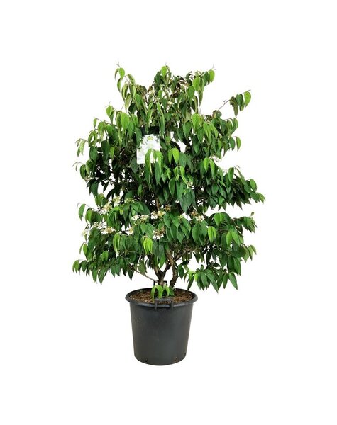 Viburnum