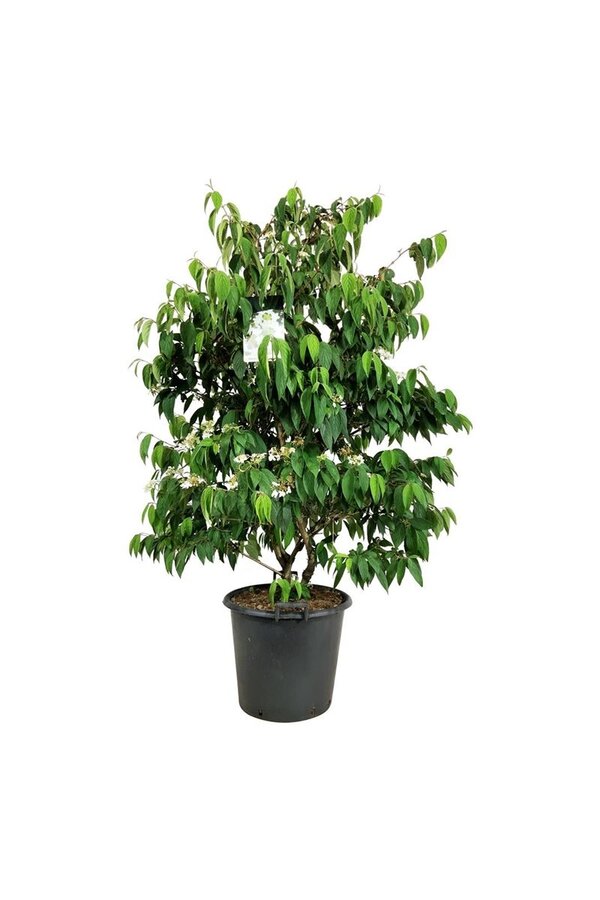 Sneeuwbal Viburnum Kilimandjaro (pbr)