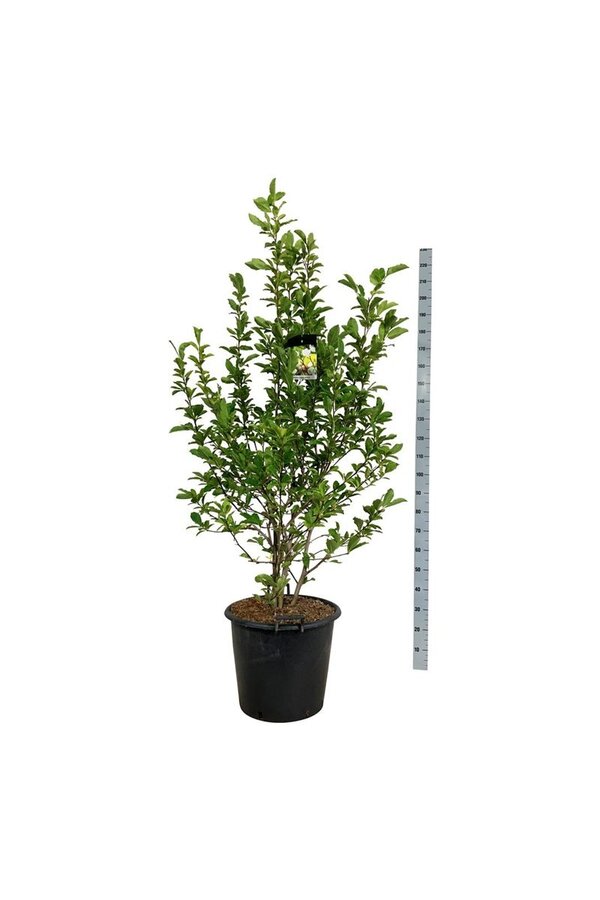 Beverboom Magnolia loebneri Wildcat
