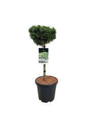 Denneboom Pinus mugo Benjamin