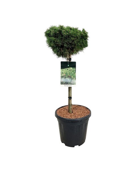 Pinus