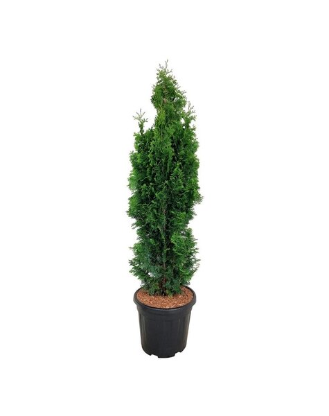 Thuja