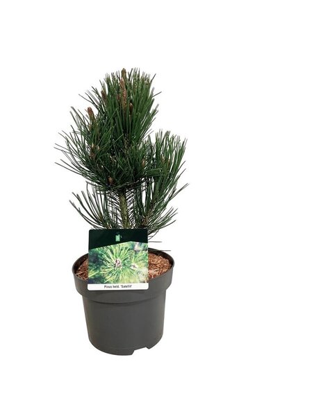 Pinus