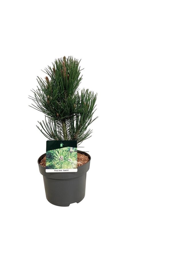 Denneboom Pinus Satellit