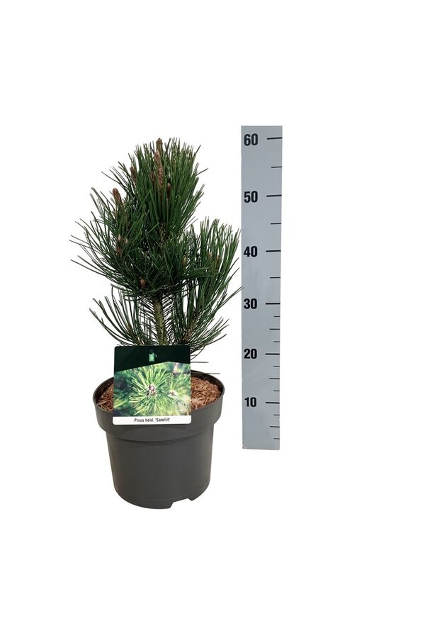 Denneboom Pinus Satellit
