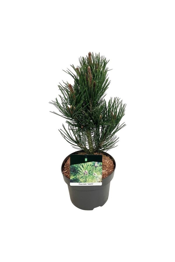 Denneboom Pinus Satellit