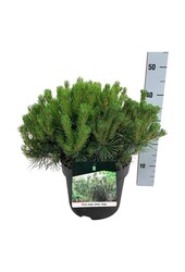 Denneboom Pinus mugo mugo