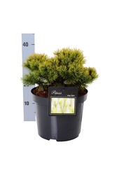 Denneboom Pinus mugo Ophir