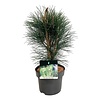 Denneboom Pinus nigra Green Tower