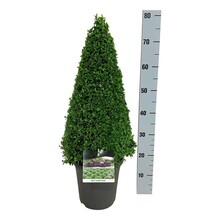 Buxus