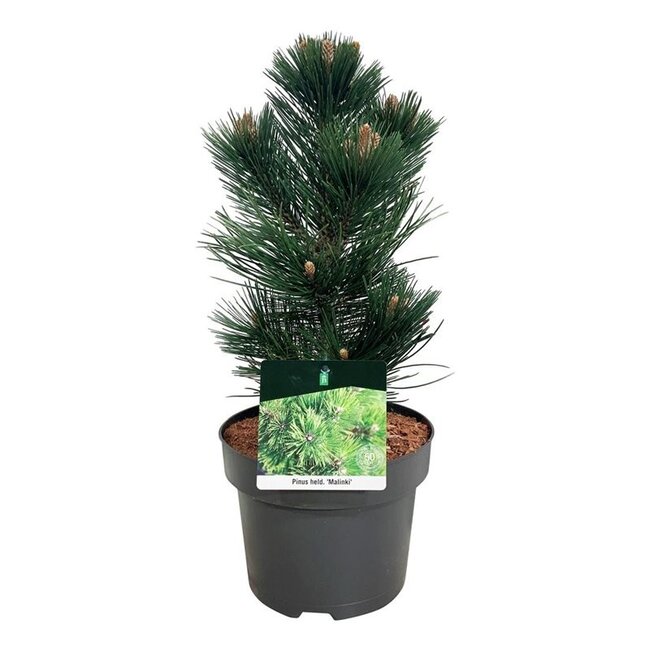 Denneboom Pinus Malinki