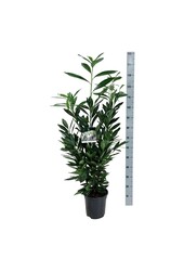 Portugese laurier Prunus Renault Ace ®
