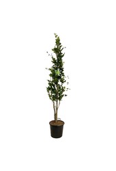 Beukenboom Fagus Dawyck