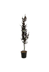 Beukenboom Fagus Dawyck Purple