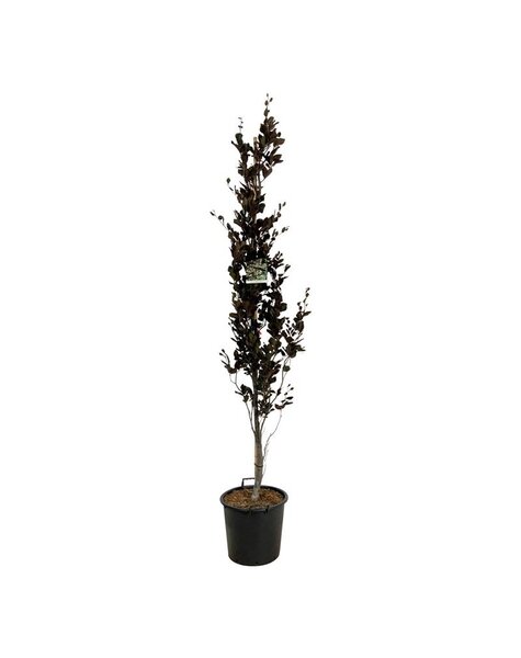 Fagus