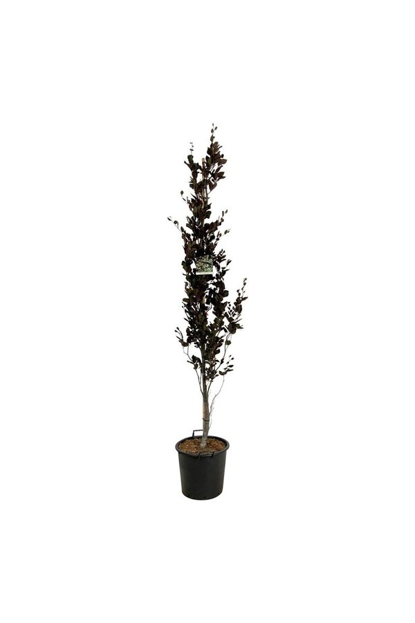 Beukenboom Fagus Dawyck Purple