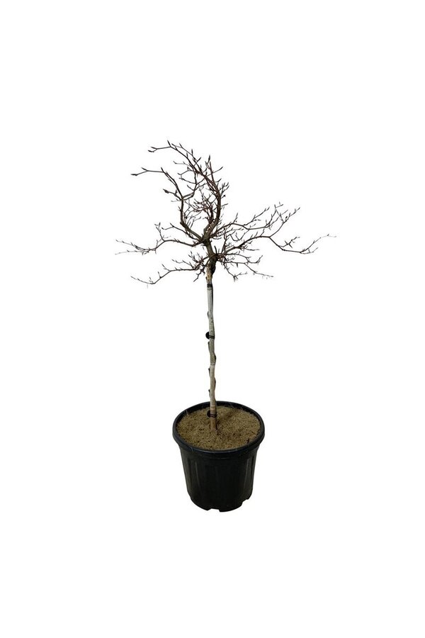Beukenboom Fagus Rohan Weeping