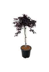 Beukenboom Fagus Rohan Weeping