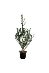 Japanse Notenboom Ginkgo biloba Menhir