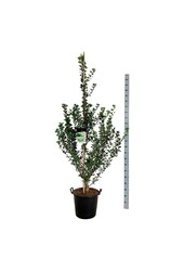 Japanse Notenboom Ginkgo biloba Menhir