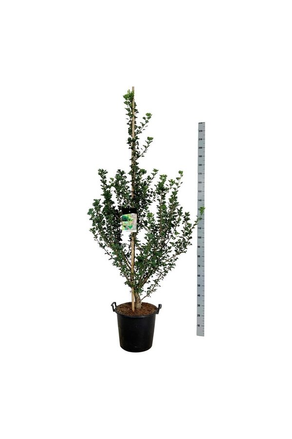 Japanse Notenboom Ginkgo biloba Menhir