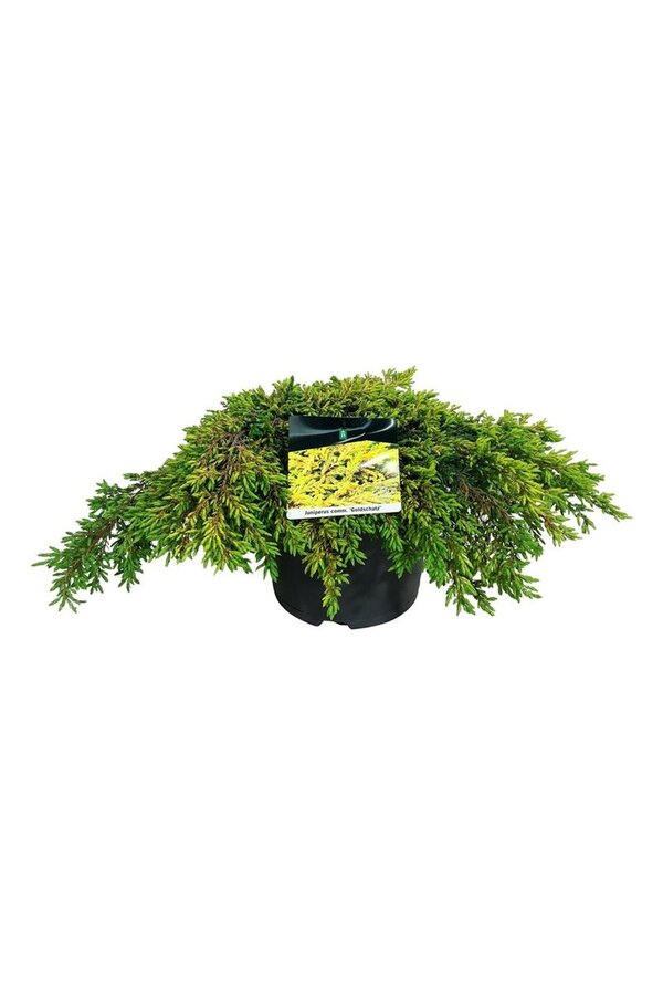 Cipres Juniperus Goldschatz