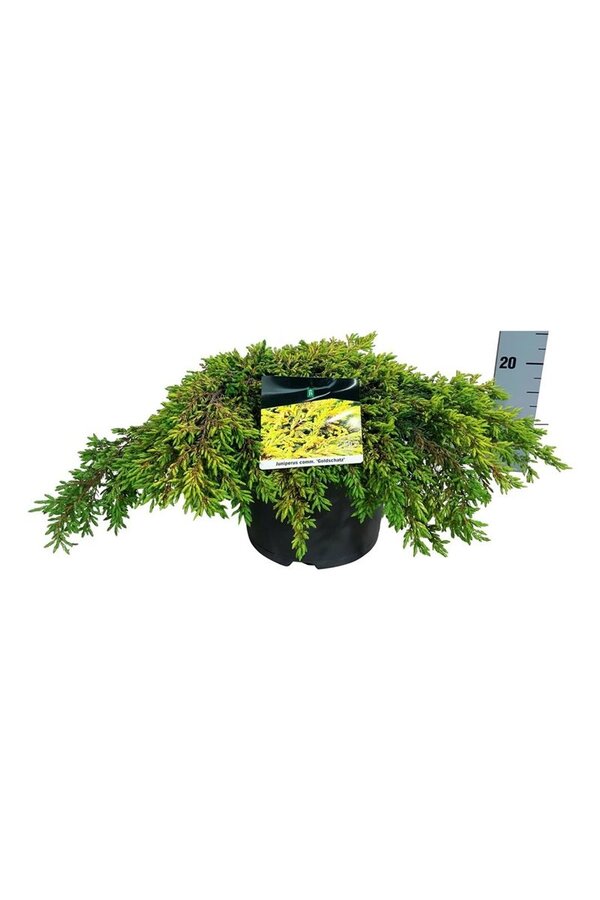 Cipres Juniperus Goldschatz