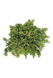 Cipres Juniperus Goldschatz