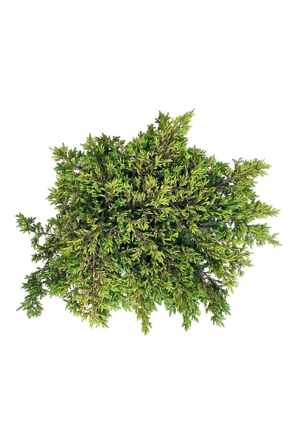 Cipres Juniperus Goldschatz