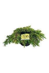Cipres Juniperus Goldschatz