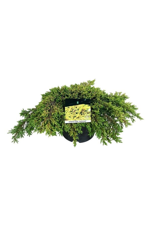 Cipres Juniperus Goldschatz