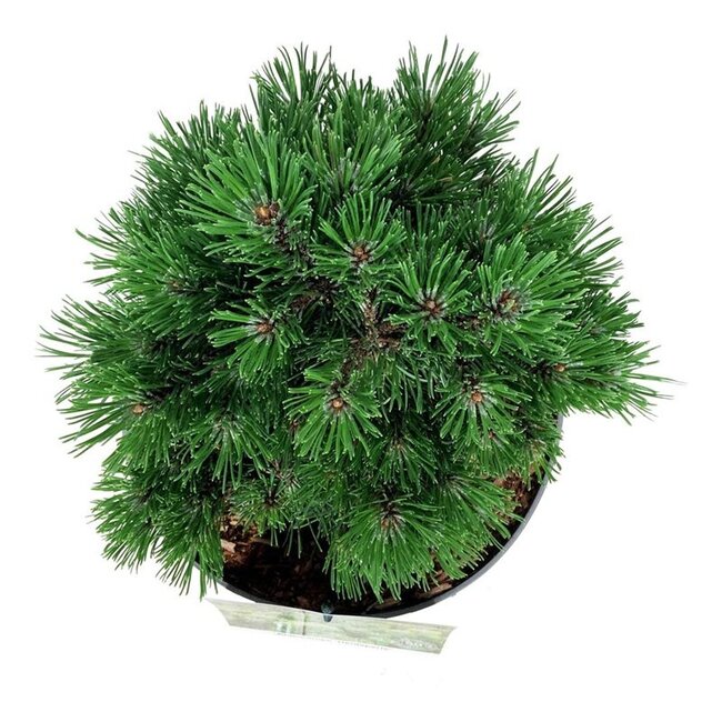 Denneboom Pinus mugo Heideperle