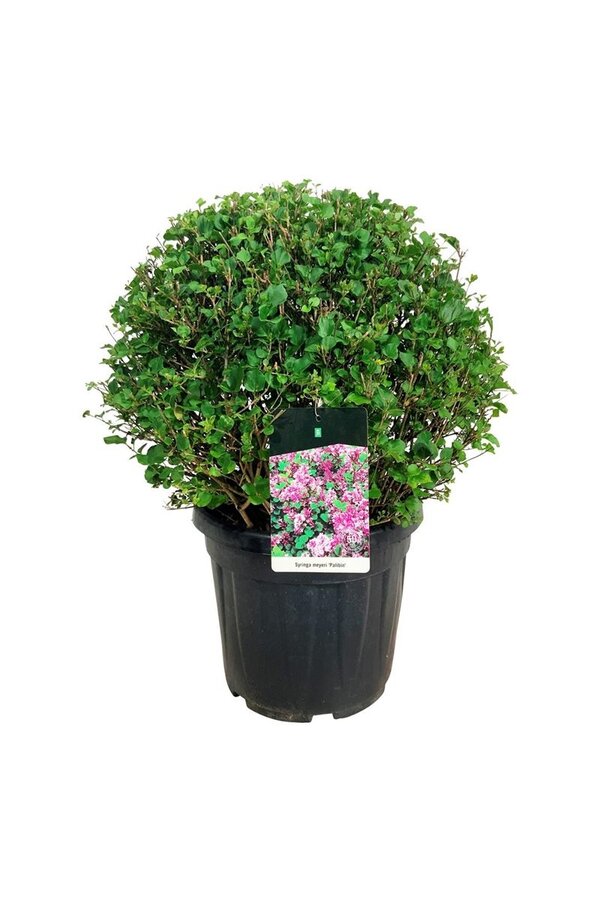 Sering Syringa meyeri Palibin