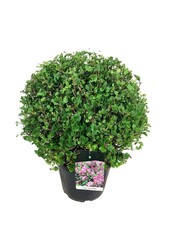 Sering Syringa meyeri Palibin